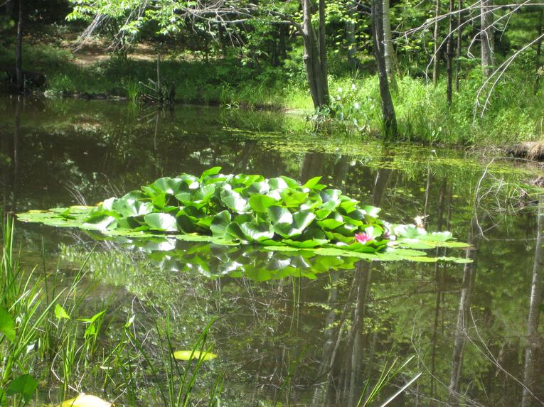 Lily Pads