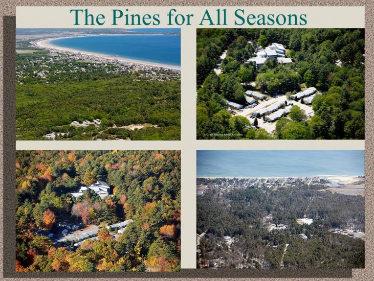 The Pines for All Seasons
