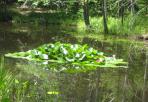 Lily Pads